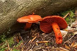 !!Cortinarius cinnabarinus!!