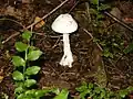 Amanita virosa