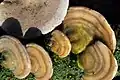 Trametes hirsuta