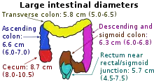 Diametre interioare ale diferitelor secțiuni ale intestinului gros, cu colon transvers (la vârf) măsurând în medie 5,8 &nbsp; cm (interval 5,0-6,5 &nbsp; cm).