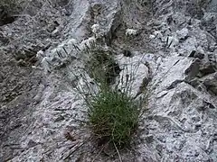 Garofiță(Dianthus plumarius subsp. praecox)