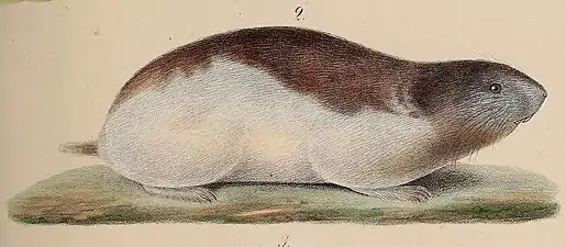 Lemming gulerat(d) (Dicrostonyx torquatus), cel mai frecvent mamifer de pe Severnaia Zemlea.