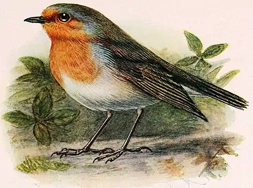 Măcăleandrul după O. Kleinschmidt