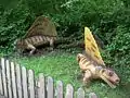 Dimetrodon