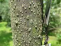 Trunchi de persimon.