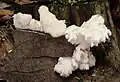 Hericium cirrhatum