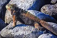 A. c. mertensi pe insula San Cristóbal