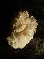 Hydnum coralloides