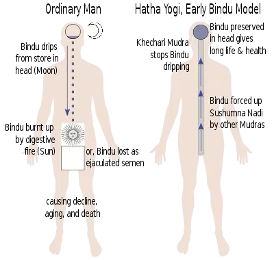 Modelul timpuriu Bindu al Hatha yoga