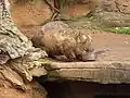 Vombat mâncând la Grădina Zoologică Melbourne