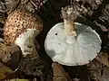 !!Lepiota aspera!!