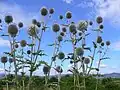 Rostogol (Echinops sphaerocephalus)