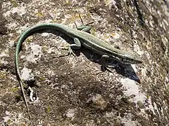 Șopârlă Podarcis(Podarcis),Dion, Olimp