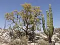 Imagine 4 - Deşertul Sonora -- "Copacul elefant" (denumire binomială, Pachycormus discolor), Copalquín, Deşertul Baja California, Regiunea Cataviña