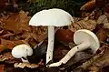 Hygrophorus eburneus