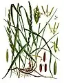 Elymus repens (L.) Desv. ex Nevski