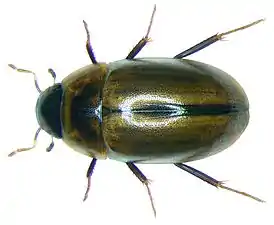 Enochrus coarctatus