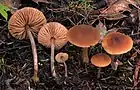 !!Entoloma cetratum!!