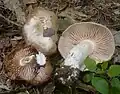 Entoloma clypeatum