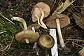 Entoloma clypeatum