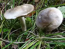 Entoloma clypeatum