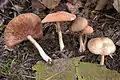 Entoloma rhodopolium sin. nidorosum