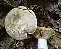 !!!Entoloma sinuatum!!!