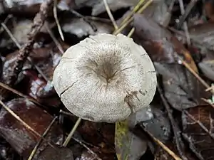 !Entoloma undatum!