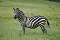 Zebra de stepă