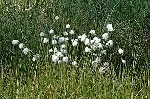 Bumbăcăriţă (Eriophorum vaginatum), specie floristică semnalată în arealul rezervaţiei