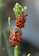 Ploșnița roșie a verzei (Eurydema ornata)