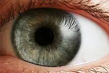 "a human eye"