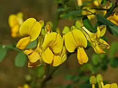 Fabaceae(Hippocrepis emerus)