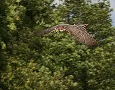 Șoim lanner(Falco biarmicus)