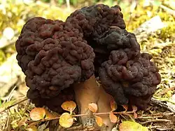 Gyromitra esculenta