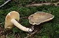 !Lactarius pterosporus!