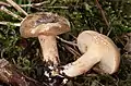!Lactarius pterosporus!