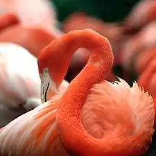 Flamingo