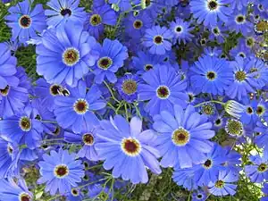 Pericallis × hybrida