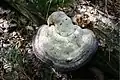 Fomes fomentarius