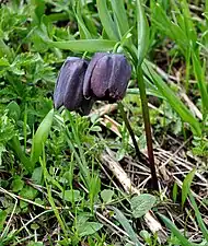 Lalea pestriță(Fritillaria caucasica)