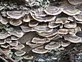 Trametes semicolor