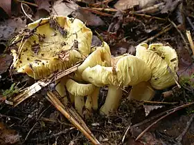 !!Tricholoma equestre sin. flavovirens!!