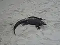Iguană marină