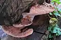 Ganoderma adspersum