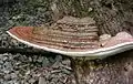Ganoderma australe sin. Ganoderma adspersum