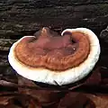 !Ganoderma lobatum!