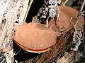 Ganoderma lucidum