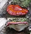 !Ganoderma lucidum!