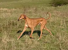 Huilaco's Jehanarh Khan (2002 - 2012) a fost primul Azawakh din România